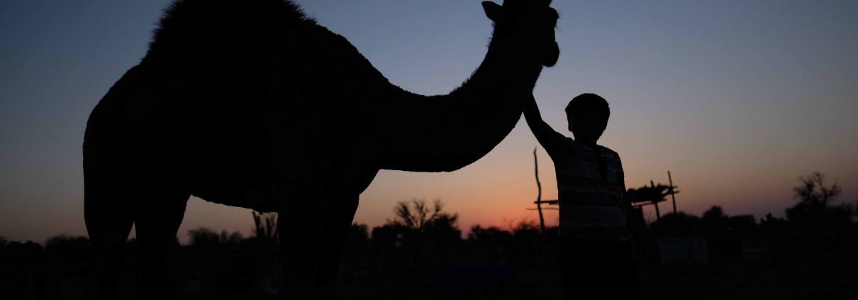 Camels of Qeshm Island