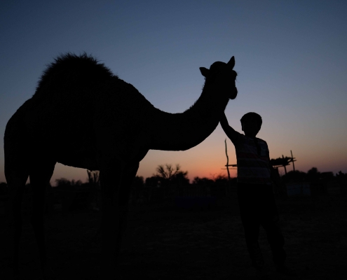 Camels of Qeshm Island