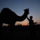 Camels of Qeshm Island