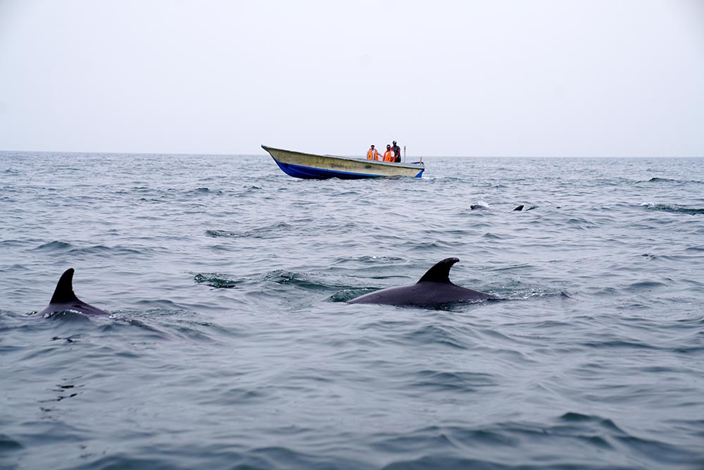 دیدن دلفین‌ها را در جزیره هنگام