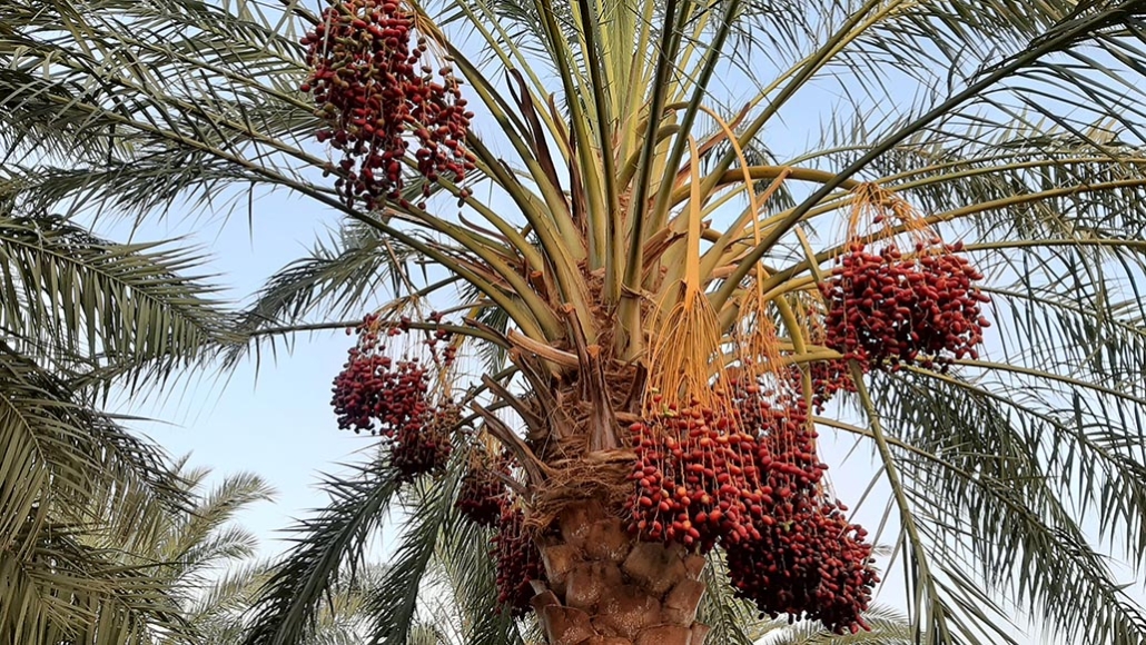 خرماچینی در جزیره قشم